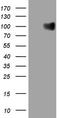 Glycoprotein Nmb antibody, LS-C340379, Lifespan Biosciences, Western Blot image 