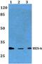 Hes Family BHLH Transcription Factor 6 antibody, PA5-36278, Invitrogen Antibodies, Western Blot image 