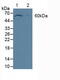 3-Phosphoinositide Dependent Protein Kinase 1 antibody, MBS2006597, MyBioSource, Western Blot image 