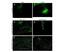 GFP antibody, NB600-303, Novus Biologicals, Immunofluorescence image 