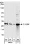 Complement component 1 Q subcomponent-binding protein, mitochondrial antibody, NBP1-49960, Novus Biologicals, Western Blot image 
