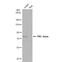 Protein Kinase C Theta antibody, NBP2-19851, Novus Biologicals, Western Blot image 