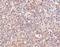 STEAP Family Member 1 antibody, PA5-20403, Invitrogen Antibodies, Immunohistochemistry paraffin image 