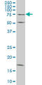 Tripartite Motif Containing 16 antibody, LS-C133655, Lifespan Biosciences, Western Blot image 