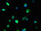 Nuclear Receptor Coactivator 5 antibody, orb46007, Biorbyt, Immunofluorescence image 