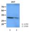 Intelectin 1 antibody, NBP2-42652, Novus Biologicals, Western Blot image 