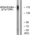 Erb-B2 Receptor Tyrosine Kinase 4 antibody, PA5-38501, Invitrogen Antibodies, Western Blot image 