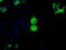 Basigin (Ok Blood Group) antibody, LS-C115239, Lifespan Biosciences, Immunofluorescence image 