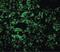 Mitogen-Activated Protein Kinase Kinase Kinase 7 antibody, PA5-20083, Invitrogen Antibodies, Immunofluorescence image 