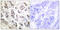 Lamin A/C antibody, LS-C117663, Lifespan Biosciences, Immunohistochemistry paraffin image 