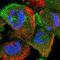 TRAF-interacting protein antibody, NBP1-87125, Novus Biologicals, Immunofluorescence image 
