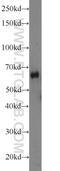 Outer Dense Fiber Of Sperm Tails 2 Like antibody, 23887-1-AP, Proteintech Group, Western Blot image 