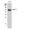 Potassium Voltage-Gated Channel Subfamily J Member 4 antibody, LS-C384259, Lifespan Biosciences, Western Blot image 