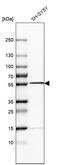Septin 6 antibody, PA5-52177, Invitrogen Antibodies, Western Blot image 