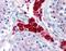 Dual Specificity Phosphatase 16 antibody, orb87640, Biorbyt, Immunohistochemistry paraffin image 