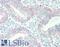 Prohibitin antibody, LS-B11330, Lifespan Biosciences, Immunohistochemistry frozen image 