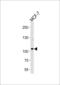 Sulfatase 2 antibody, LS-C161603, Lifespan Biosciences, Western Blot image 