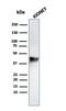 Alpha-Methylacyl-CoA Racemase antibody, GTX02585, GeneTex, Western Blot image 