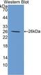 Transglutaminase 3 antibody, LS-C739958, Lifespan Biosciences, Western Blot image 