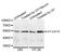 p53 antibody, AHP2667, Bio-Rad (formerly AbD Serotec) , Western Blot image 