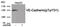 Cadherin 5 antibody, 80-000, ProSci, Western Blot image 