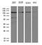 HECT Domain And Ankyrin Repeat Containing E3 Ubiquitin Protein Ligase 1 antibody, LS-C795257, Lifespan Biosciences, Western Blot image 