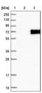 Tetrahydrocannabinol  antibody, NBP1-82096, Novus Biologicals, Western Blot image 