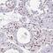 BTB Domain Containing 10 antibody, PA5-61320, Invitrogen Antibodies, Immunohistochemistry frozen image 