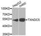 Thioredoxin Domain Containing 5 antibody, A14152, ABclonal Technology, Western Blot image 