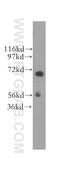Signal Recognition Particle 68 antibody, 11585-1-AP, Proteintech Group, Western Blot image 