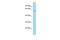 POU Class 3 Homeobox 3 antibody, PA5-70366, Invitrogen Antibodies, Western Blot image 