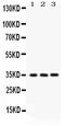 N-Myc And STAT Interactor antibody, LS-C357527, Lifespan Biosciences, Western Blot image 