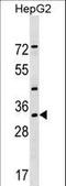 Leucine Zipper Transcription Factor Like 1 antibody, LS-C158090, Lifespan Biosciences, Western Blot image 