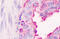 Double Homeobox 4 antibody, MBS246334, MyBioSource, Immunohistochemistry frozen image 