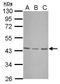 UBX Domain Protein 1 antibody, PA5-31809, Invitrogen Antibodies, Western Blot image 