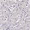 Myozenin 1 antibody, NBP2-38412, Novus Biologicals, Immunohistochemistry paraffin image 