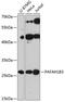 Platelet Activating Factor Acetylhydrolase 1b Catalytic Subunit 3 antibody, 14-759, ProSci, Western Blot image 
