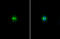 Telomeric Repeat Binding Factor 1 antibody, GTX106349, GeneTex, Immunofluorescence image 
