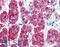 Carbamoyl-Phosphate Synthetase 2, Aspartate Transcarbamylase, And Dihydroorotase antibody, LS-B4205, Lifespan Biosciences, Immunohistochemistry frozen image 