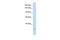 Potassium channel subfamily K member 6 antibody, PA5-41330, Invitrogen Antibodies, Western Blot image 