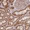 Huntingtin Interacting Protein 1 Related antibody, HPA038136, Atlas Antibodies, Immunohistochemistry frozen image 