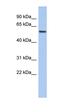 EBF Transcription Factor 2 antibody, orb329858, Biorbyt, Western Blot image 