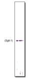 Sglt1 antibody, ab14686, Abcam, Western Blot image 