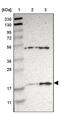 Apolipoprotein O antibody, PA5-51853, Invitrogen Antibodies, Western Blot image 