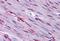 Forkhead Box O3 antibody, MBS243441, MyBioSource, Immunohistochemistry paraffin image 