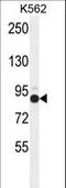 Zinc Finger Protein 366 antibody, LS-C160863, Lifespan Biosciences, Western Blot image 