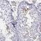 TBC1 Domain Family Member 21 antibody, PA5-60321, Invitrogen Antibodies, Immunohistochemistry frozen image 