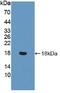Von Willebrand Factor antibody, abx128543, Abbexa, Enzyme Linked Immunosorbent Assay image 