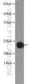 Peroxiredoxin 2 antibody, 10545-2-AP, Proteintech Group, Western Blot image 