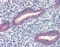 Twist Family BHLH Transcription Factor 1 antibody, ARP37997_T100, Aviva Systems Biology, Immunohistochemistry paraffin image 